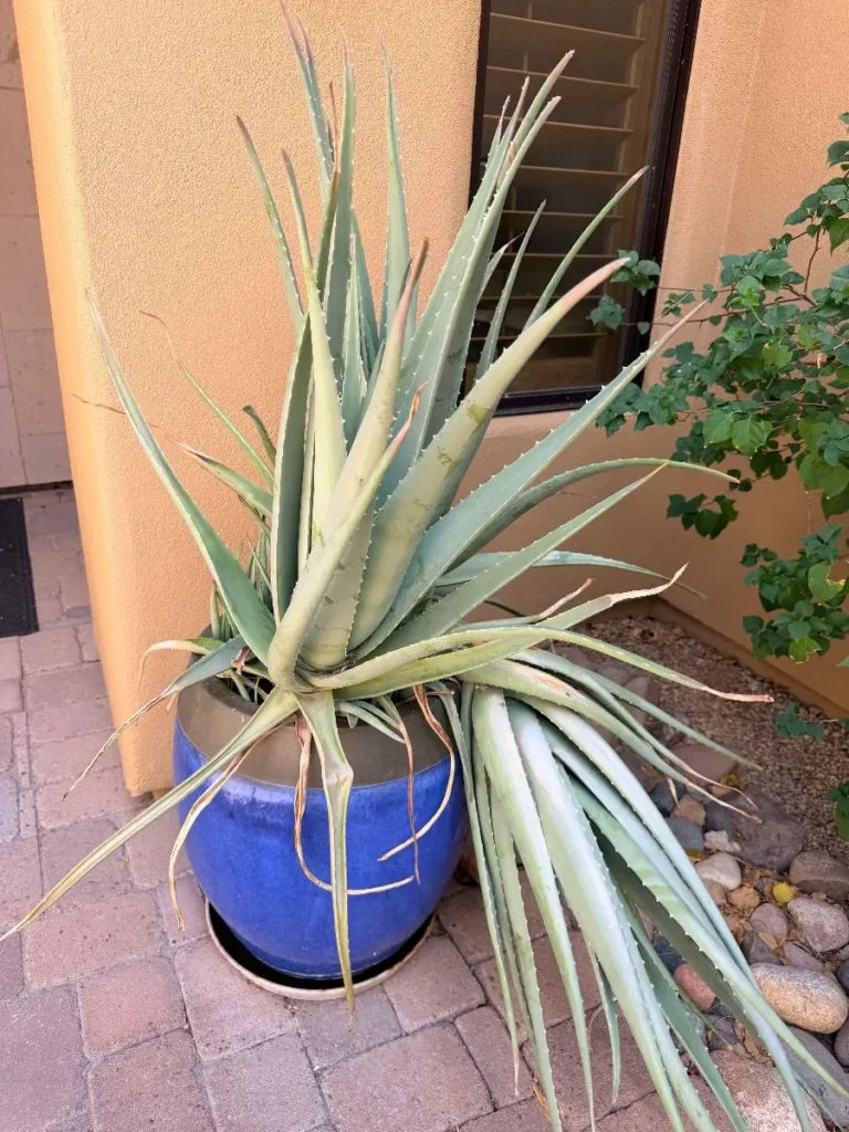 Item from the Treasures of the East: An Elegant Estate Collection” estate sale in Rio Verde, AZ