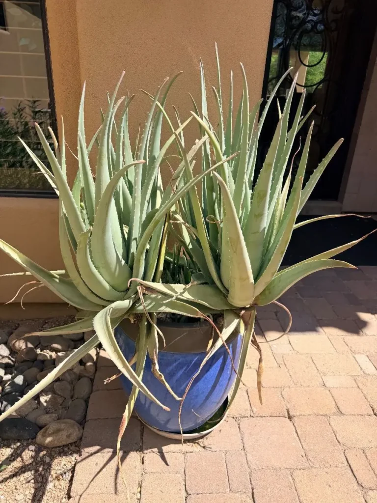 Item from the Treasures of the East: An Elegant Estate Collection” estate sale in Rio Verde, AZ
